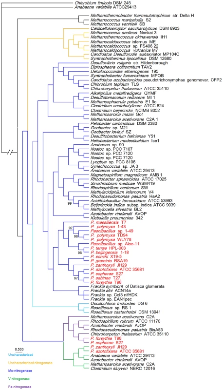 Bayesian inferred phylogenetic tree of concatenated NifHDK homologs.