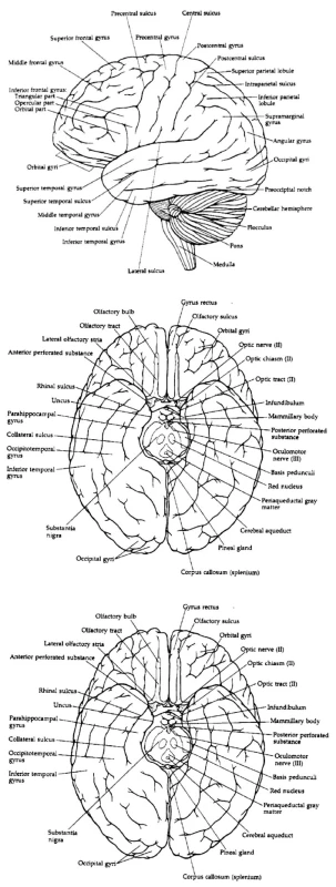 A. Závity a rýhy – zevní plocha levé hemisféry
B. Závity a rýhy při pohledu na mozek shora
C. Závity a rýhy při pohledu na spodní plochu mozku