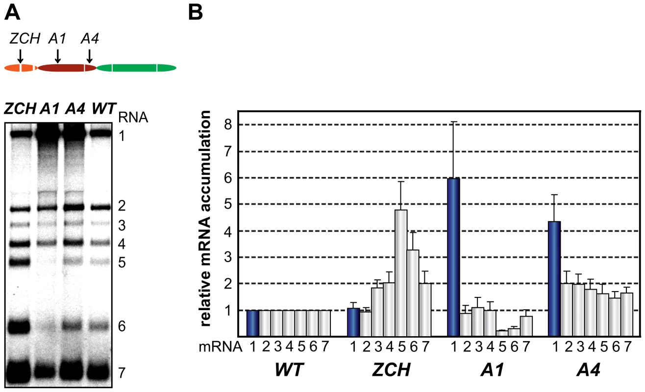 Multiple mutations in nsp1 exert species-specific effects on viral mRNA accumulation.
