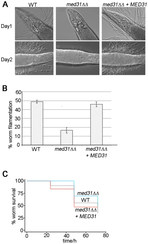 The <i>med31ΔΔ</i> mutant is defective for filamentation and virulence in an animal host.
