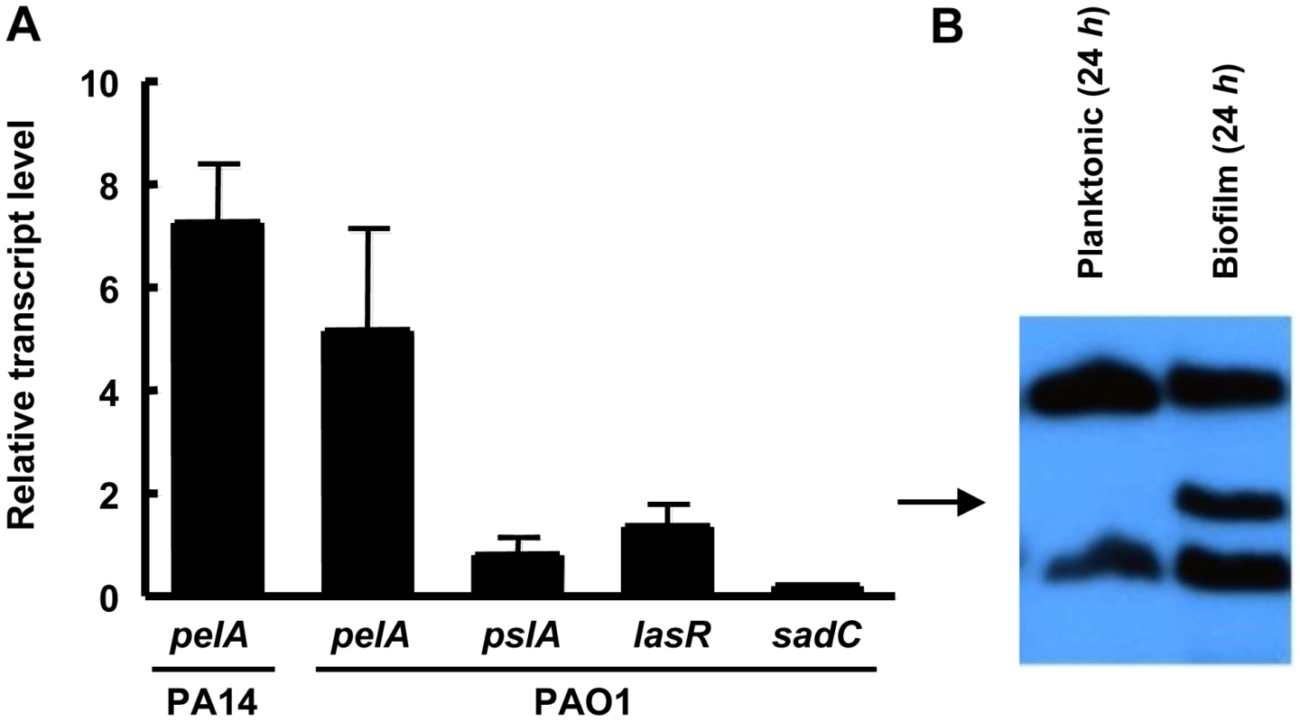<i>pel</i> expression is elevated during biofilm growth.