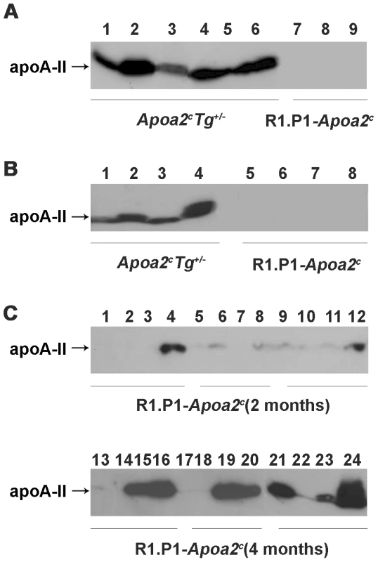 ApoA-II protein detected in amyloid fibril fractions isolated from various muscles.