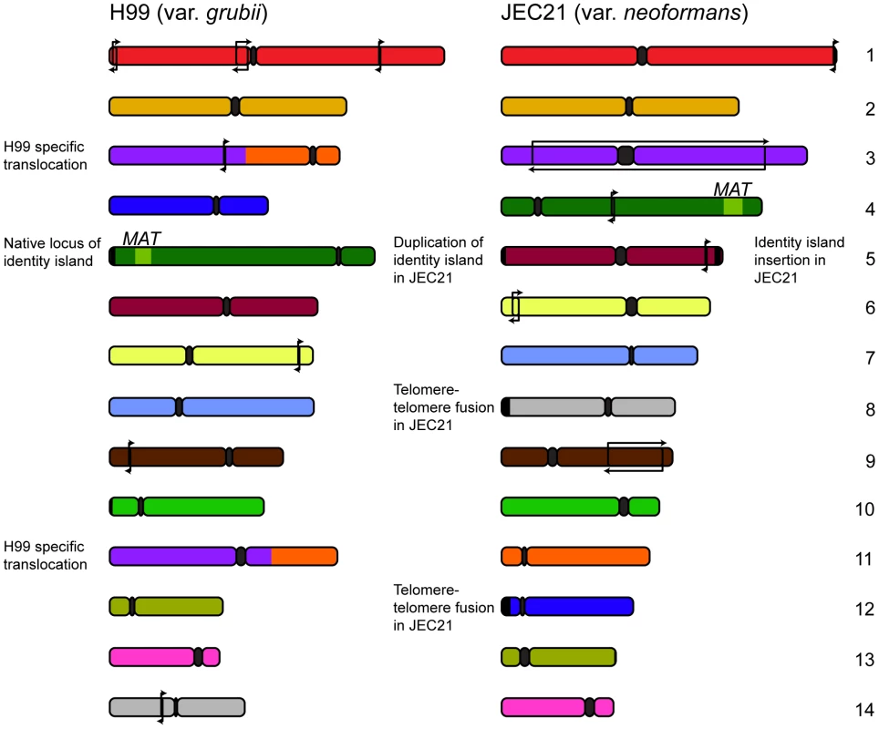 Genomic comparisons between var. <i>grubii</i> and var. <i>neoformans</i> reveal relatively few rearrangements.