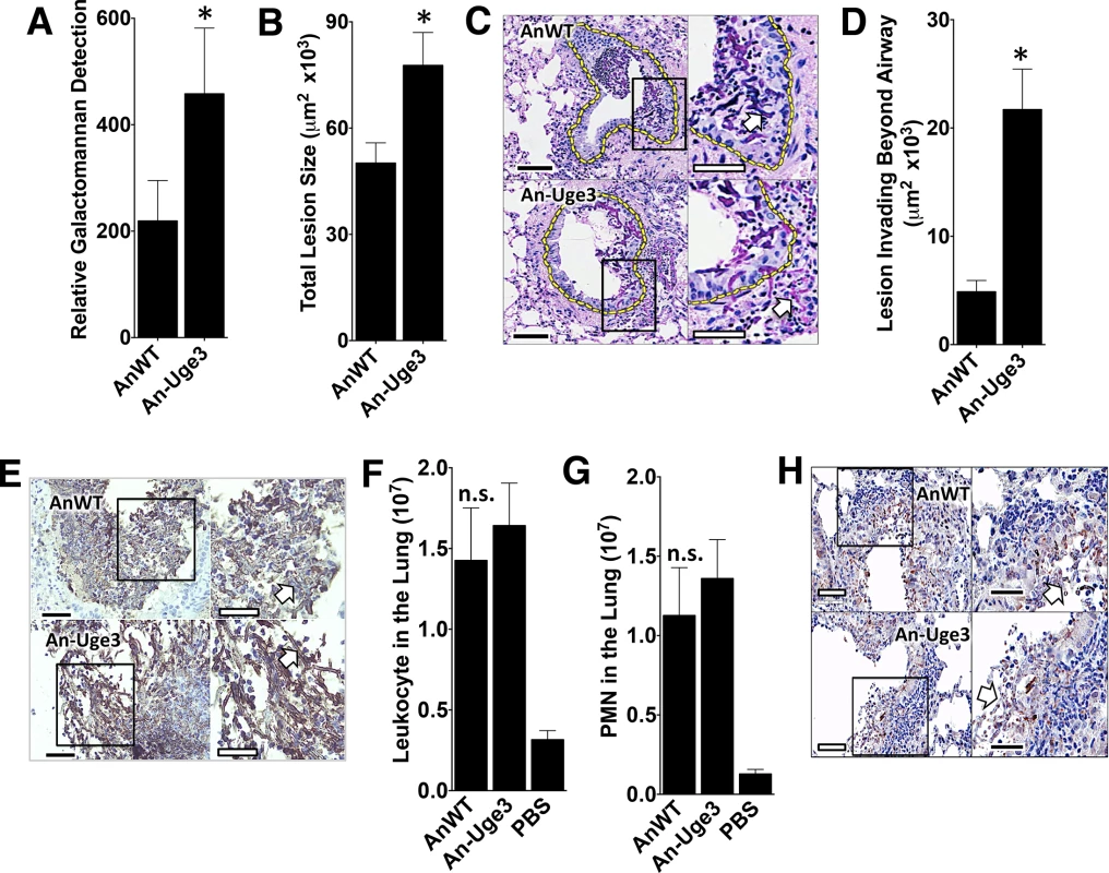 Increase in virulence of the <i>A</i>. <i>nidulans</i> strain overexpressing <i>uge3</i> is associated with increase in fungal burden and pulmonary tissue invasion.