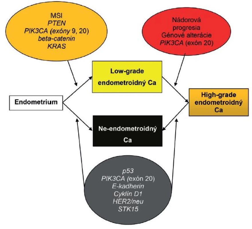 Patogenéza endometriálneho karcinómu: alternatíva duálneho modelu. Ca – karcinóm; MSI – mikrosatelitná instabilita. Spracované a upravené podľa Matias-Guiu et Prat (1).