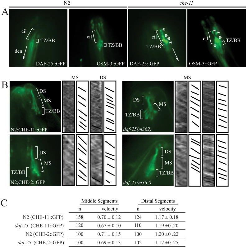 DAF-25 depends on IFT for proper localization within cilia but is not essential for the IFT process.