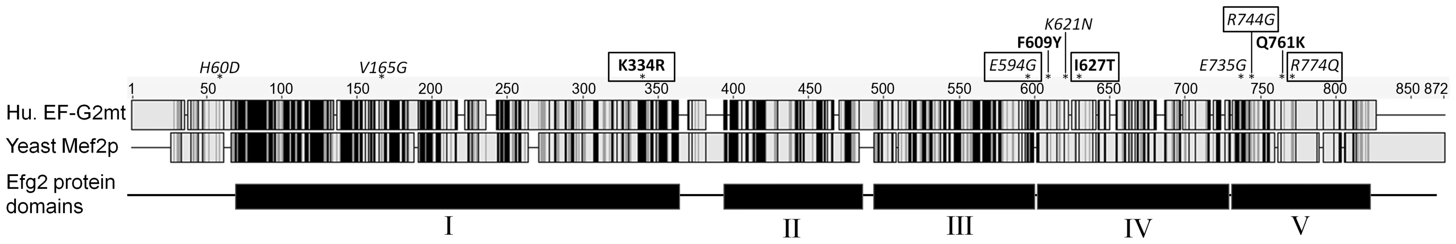 EF-G2mt protein variants.