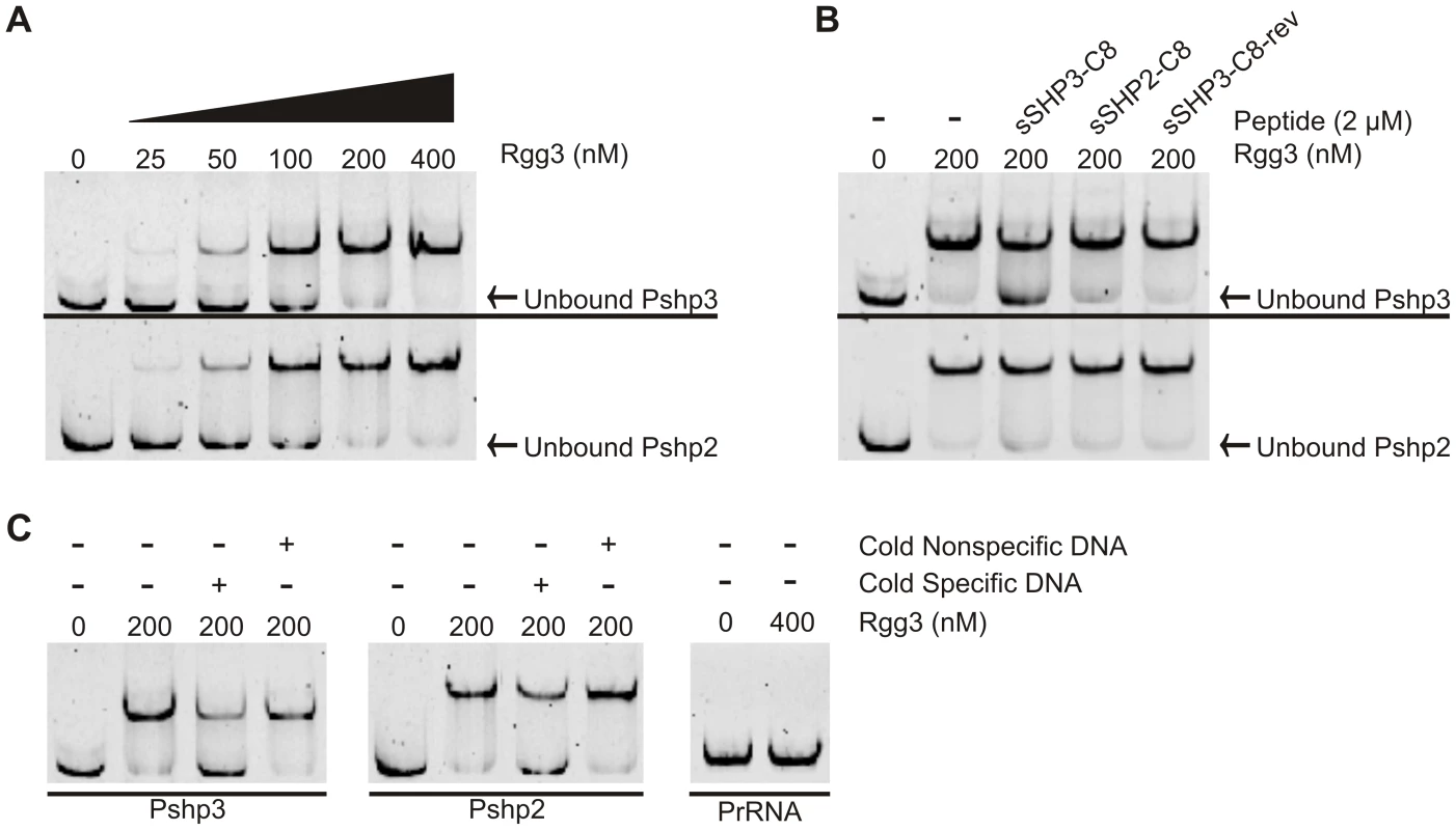 Rgg3 binds to <i>shp3</i> and <i>shp2</i> promoter regions but can be disrupted by cognate SHPs.