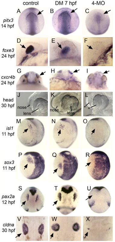 Formation of cranial placodes requires competence factors but not Bmp during gastrulation.