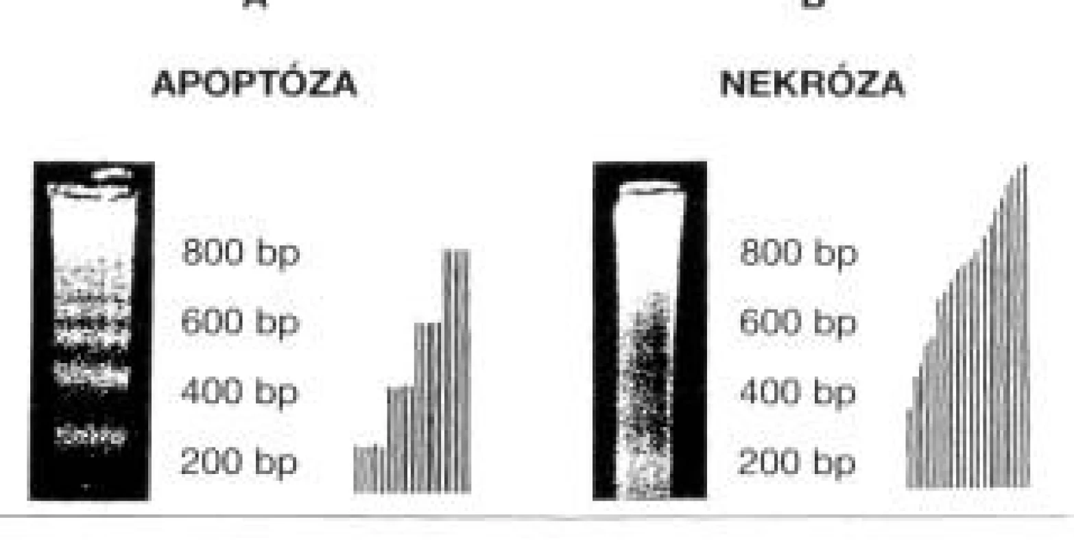 DNA ladder assay – „žebříček“. Rozdíl v zobrazení apoptózy (A) a nekrózy (B).
