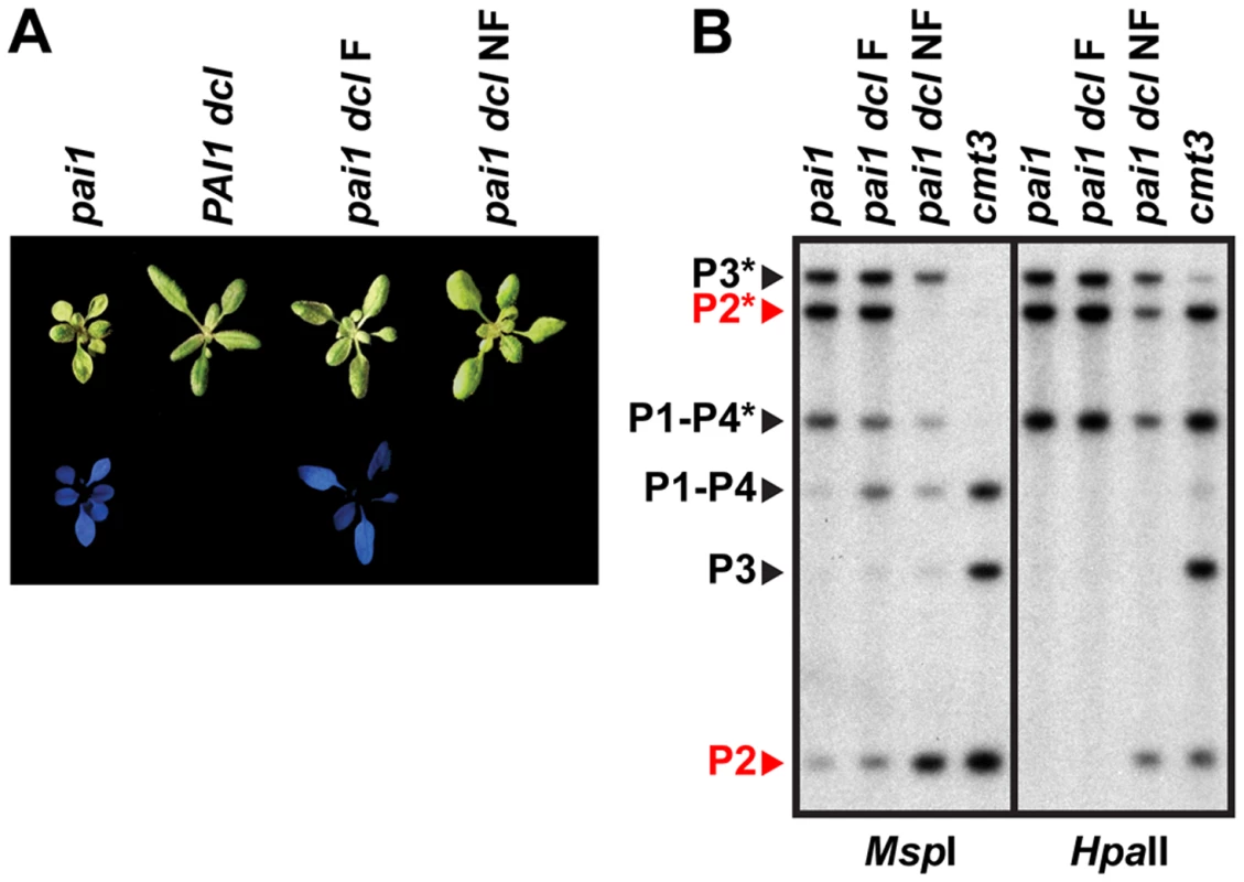 <i>PAI2</i> 5meC is destabilized in <i>pai1 dcl2 dcl3 dcl4</i>.