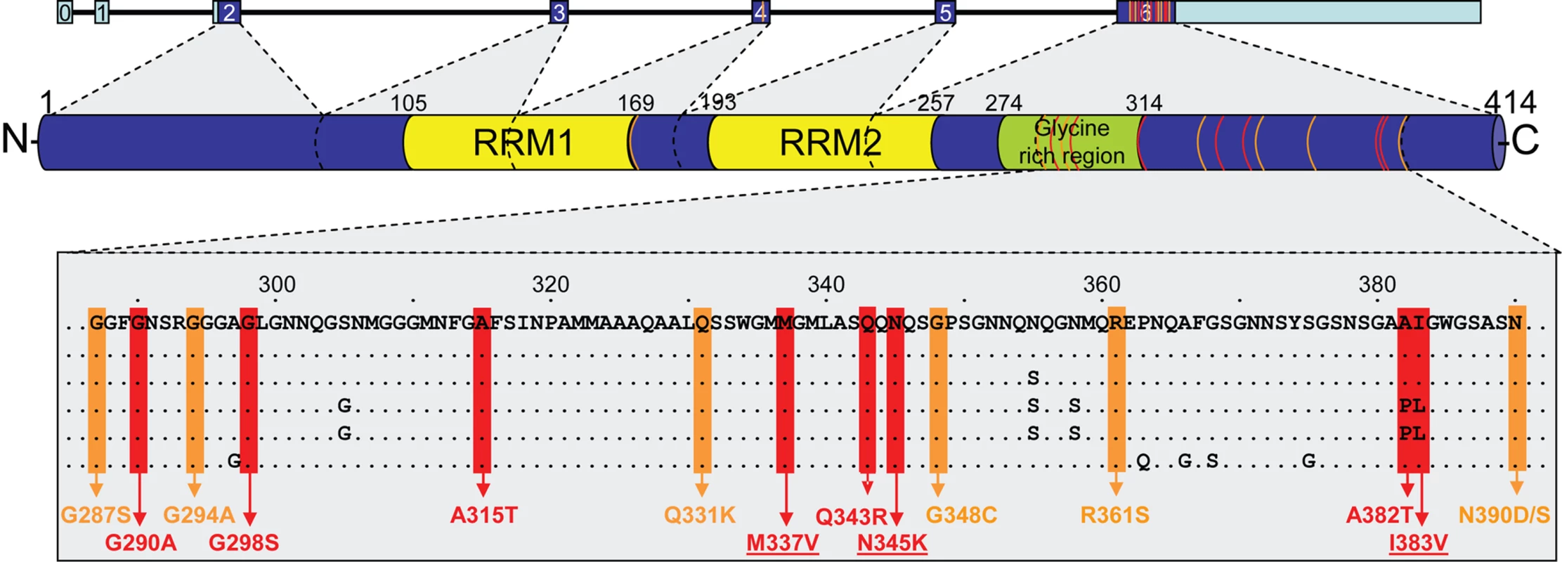 Overview of mutations identified to date in <i>TARDBP</i>.