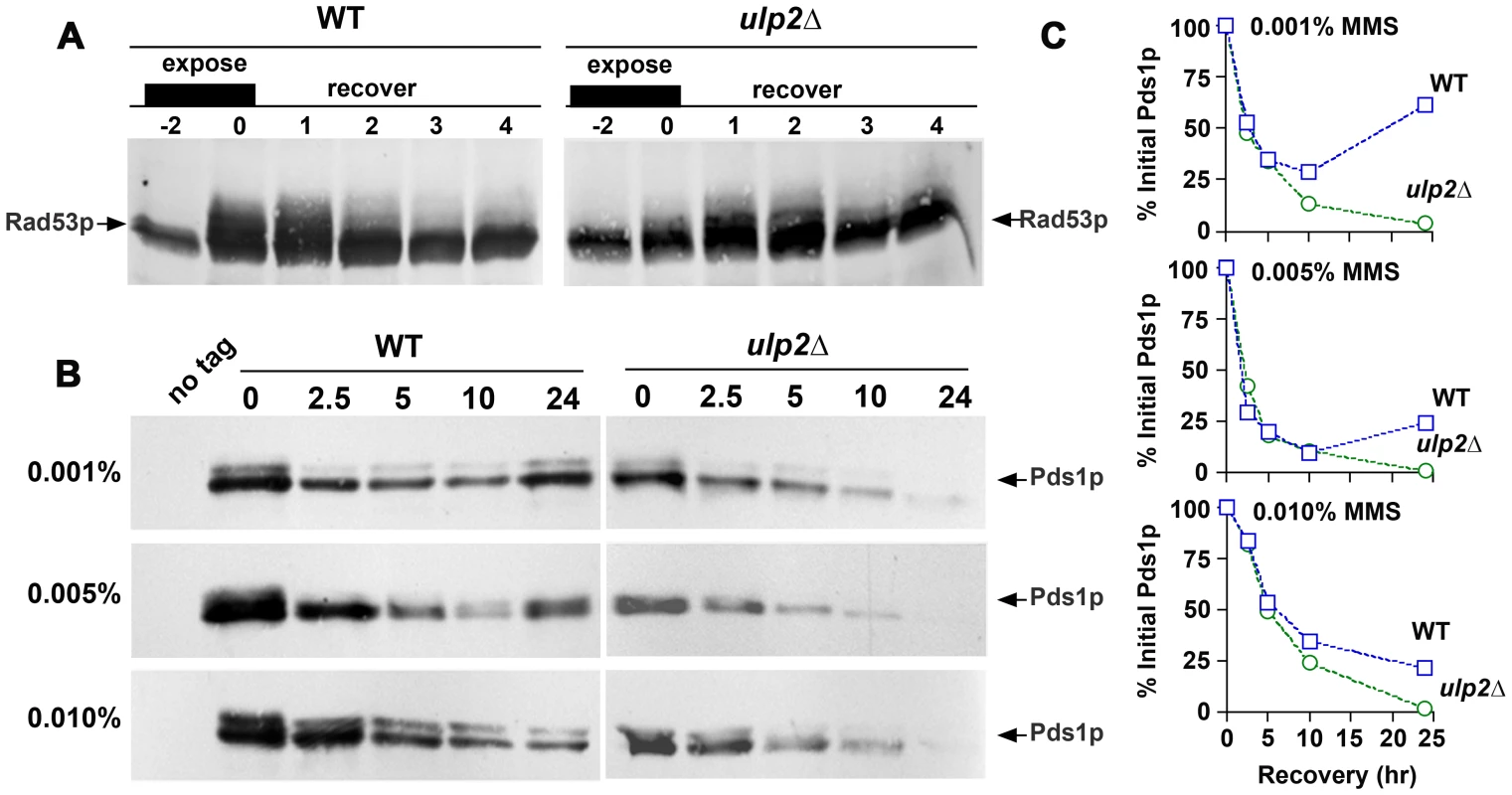 <i>ulp2</i>Δ <b>mutants terminate checkpoint signaling and commit to anaphase after MMS treatment.</b>
