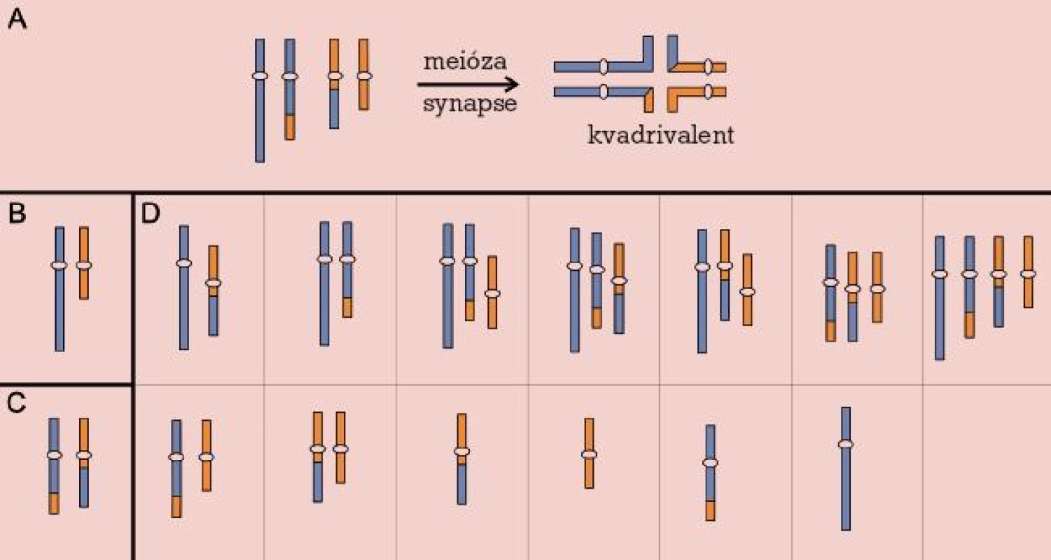 Reciproká translokace. Meiotické párování (A) a chromozomy v gametách: normálních (B), balancovaných (C) a nebalancovaných (D).