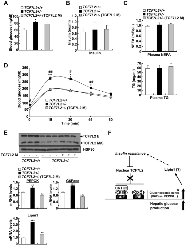 Mild ectopic expression of TCF7L2 M in the liver improves glycemic phenotypes in TCF7L2+/- mice.