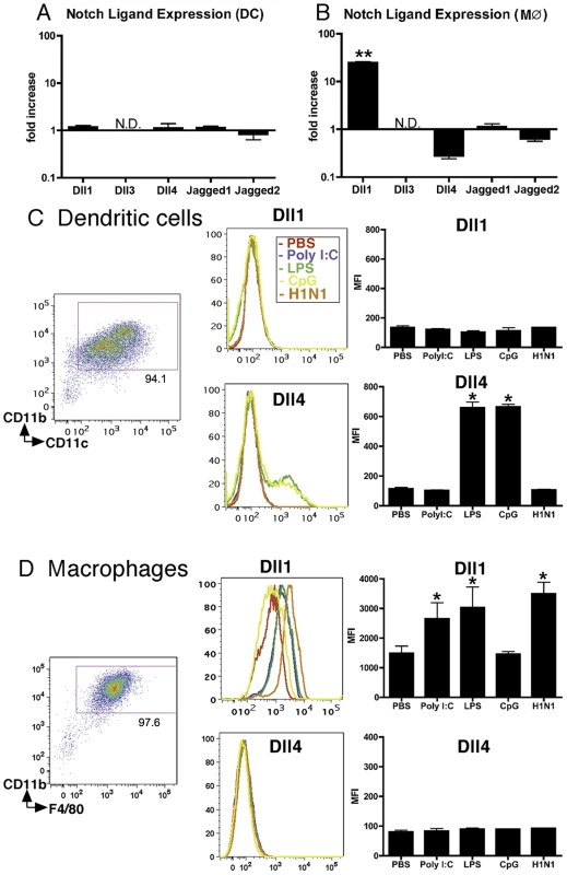 BMDMs, but not BMDCs, exhibit increased expression of Dll1.