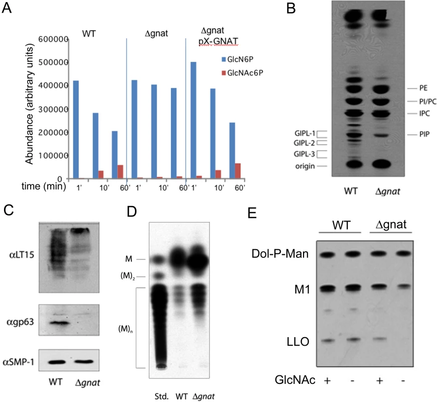 ∆<i>gnat</i> parasites lack GNAT activity and are defective in glycoconjugate biosynthesis.