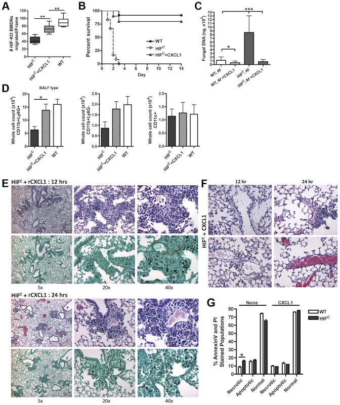 Restoration of physiologically relevant amounts of CXCL1 during infection restores neutrophil levels and survival of HIF<sup>C</sup> mice.