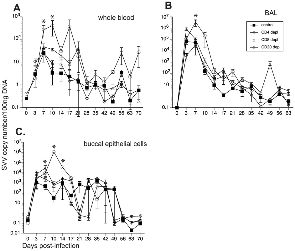 Detection of SVV viral loads in control and depleted animals.