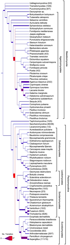 The episodic occurrence of HGT across the fungal species phylogeny.