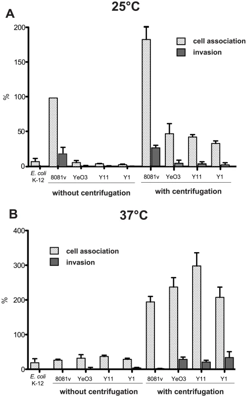 Host cell interaction of <i>Y. enterocolitica</i> O:3 by InvA at 25°C is less efficient due to amotility.