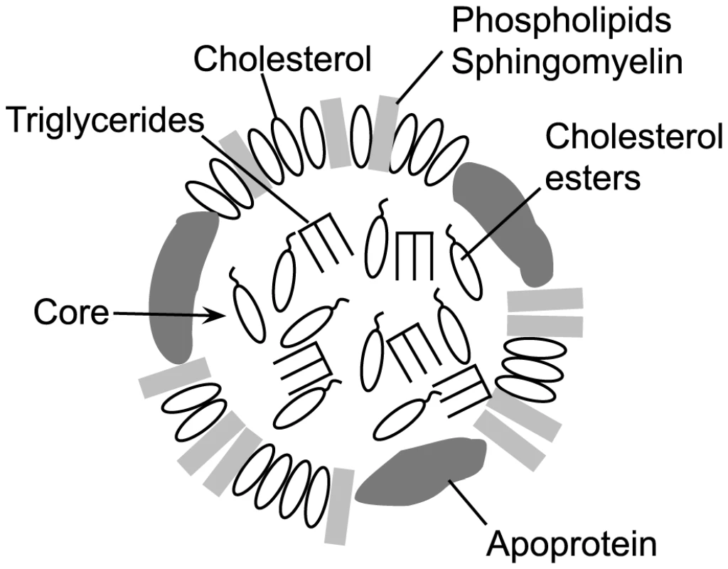 Schematic representation of an LDL or HDL lipoprotein particle.