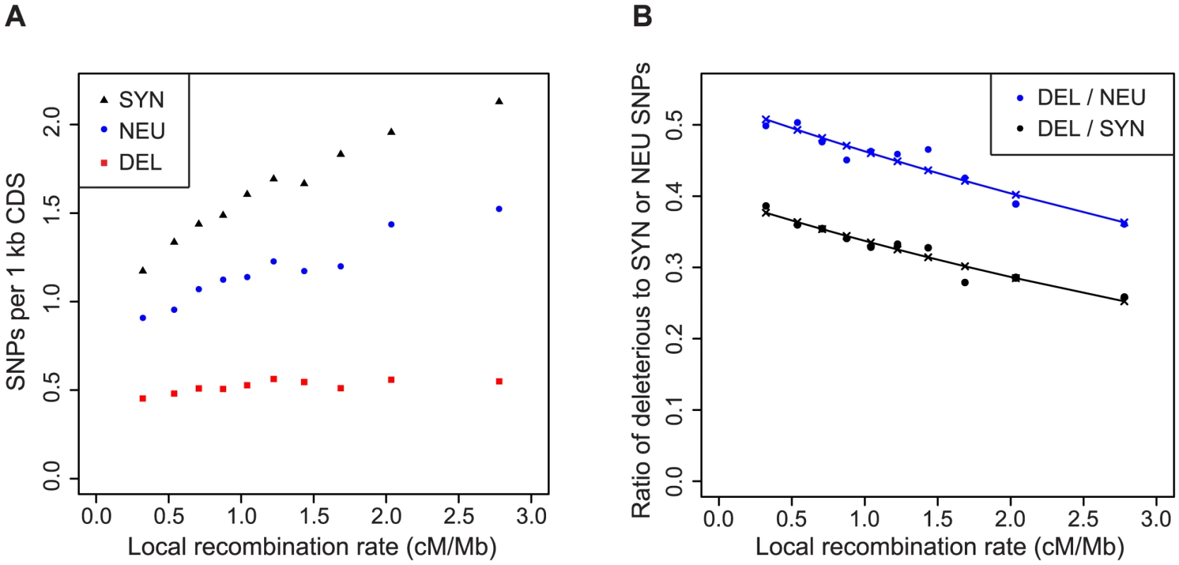 Regions of low recombination are enriched for deleterious SNPs.