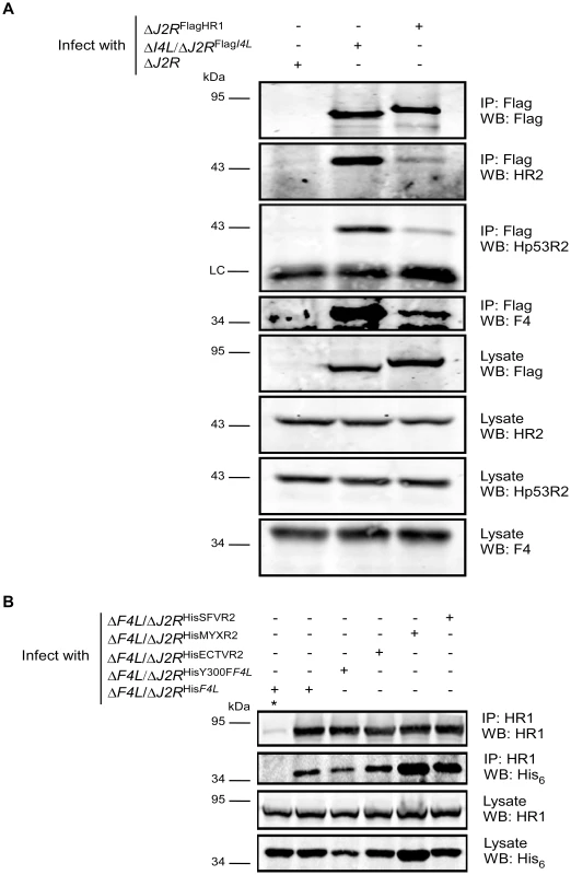 Recombinant poxvirus RR proteins interact with endogenous human RR proteins.