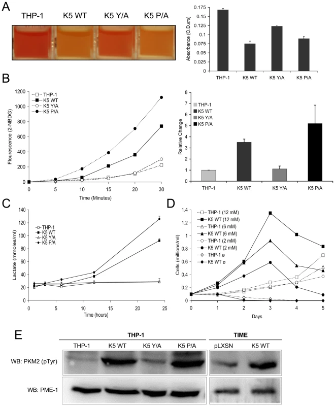 THP-1 and TIME cells stably expressing wild-type K5 have an altered metabolism.