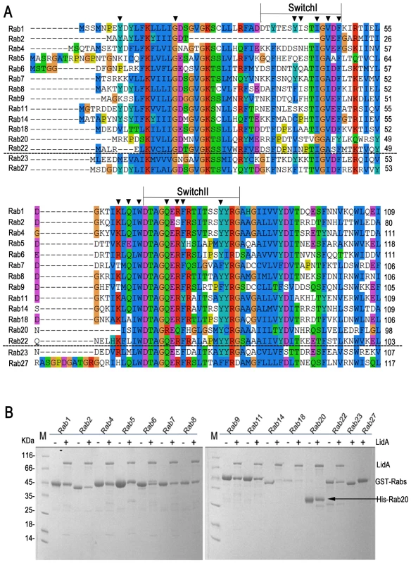 13 kinds of Rab GTPase family members could be recognized by LidA <i>in vitro</i>.