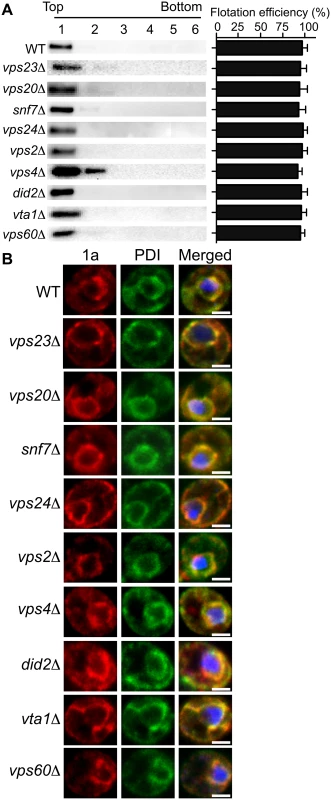 BMV 1a retains ER membrane localization in ESCRT deletion strains.