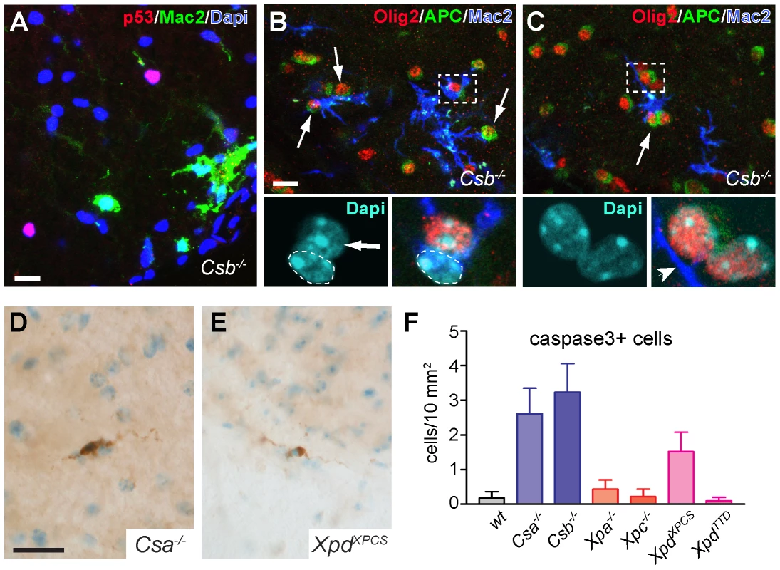 Mac2-positive microglia cells enwrap oligodendrocytes in CS mice.