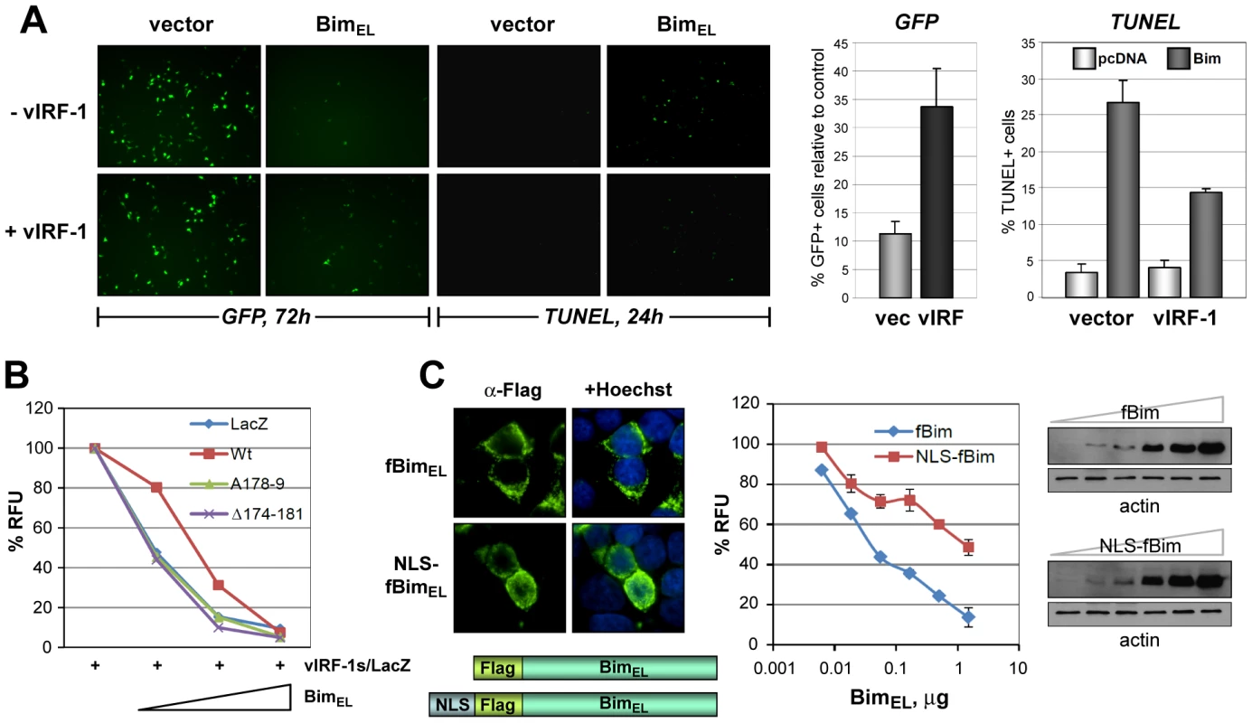 Functional significance of vIRF-1:Bim binding and Bim nuclear translocation.