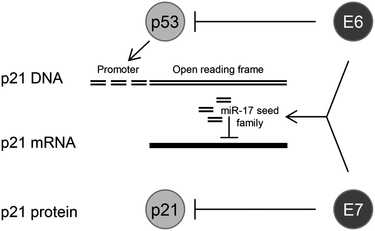 HPV oncogenes control <i>p21</i> expression at multiple levels.