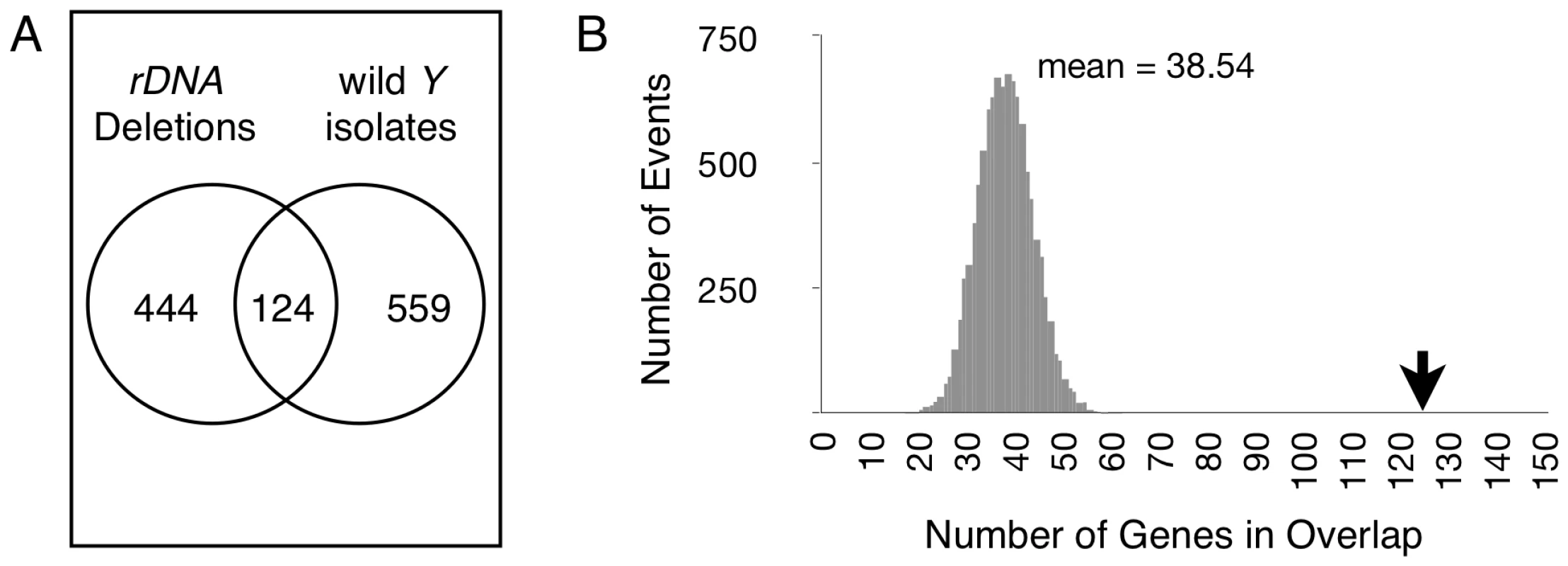 Differentially expressed genes are shared between chromosomes with induced <i>rDNA</i> deletions and naturally occurring <i>Y</i> chromosomes.