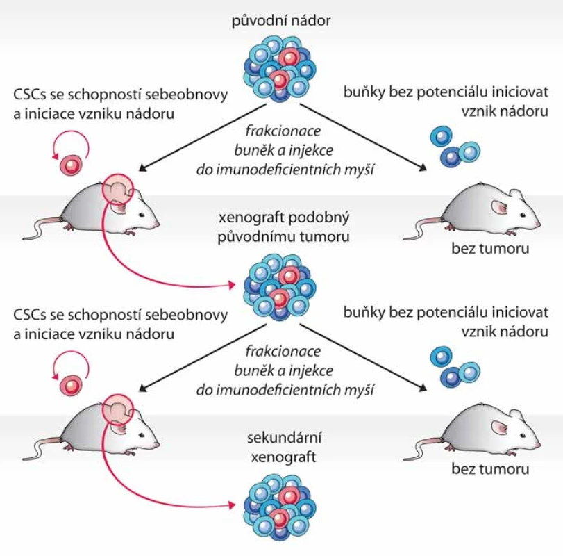 Schéma testu tumorigenicity.
Průkaz fenotypu CSCs je proveden opakovanou transplantací izolovaných buněčných populací, které jsou schopny po injikaci do imunodeficientní myši vytvořit nádor.