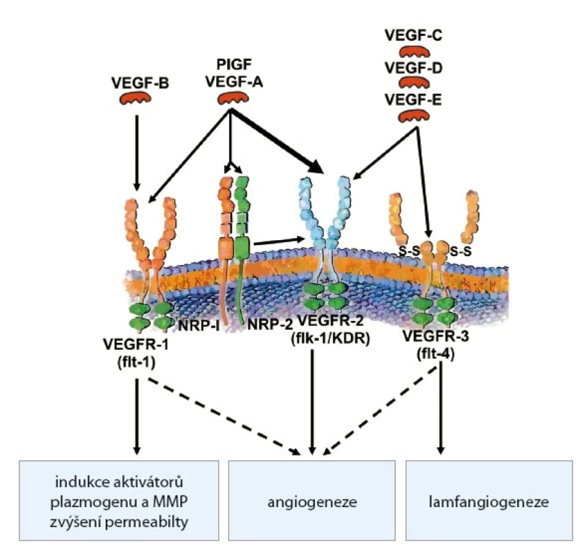 Rodina VEGF a receptory pro VEGF.