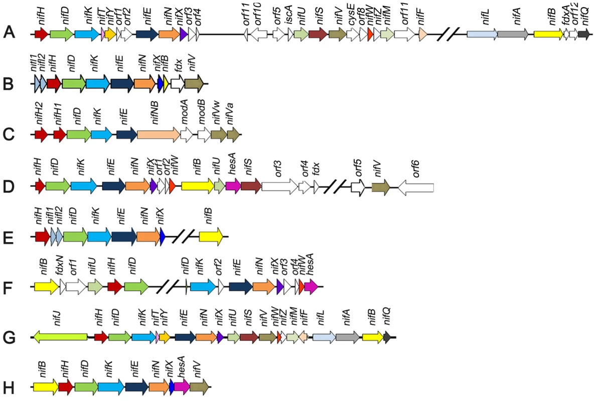 Comparison of the <i>Paenibacillus</i> sp. WLY78 <i>nif</i> gene cluster with representative clusters from diverse diazotrophic bacteria and archaea.