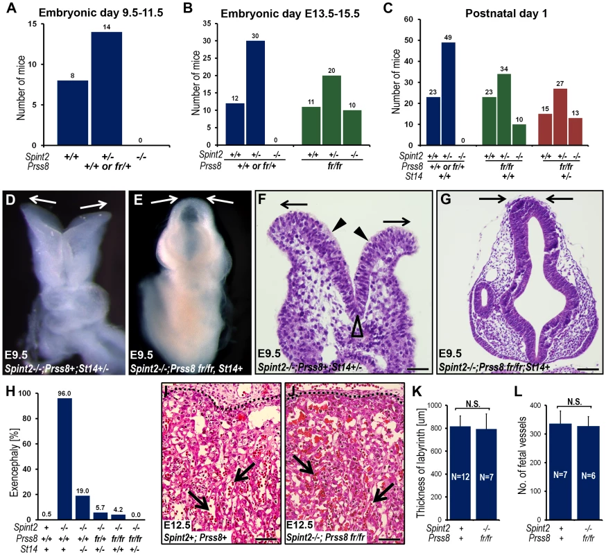Reduced prostasin activity restores placental differentiation, embryonic survival, and neural tube closure in HAI-2–deficient mice.