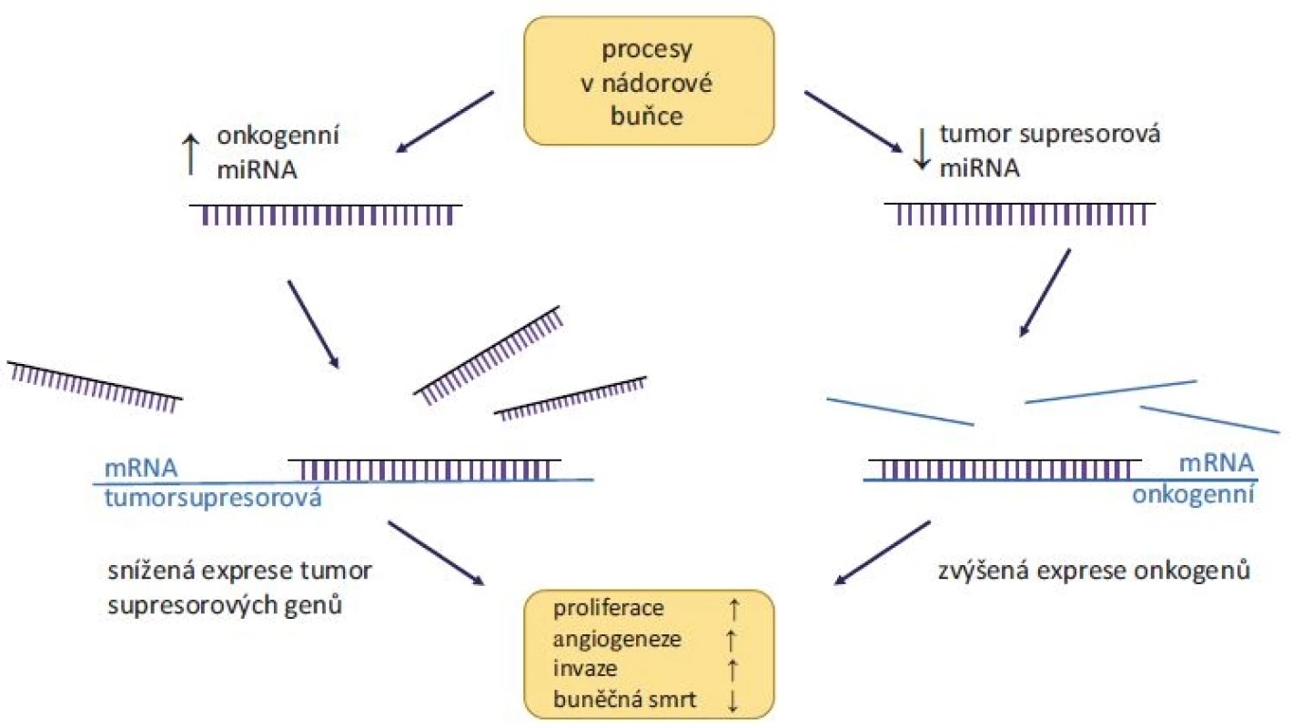 Role miRNA v karcinogenezi.