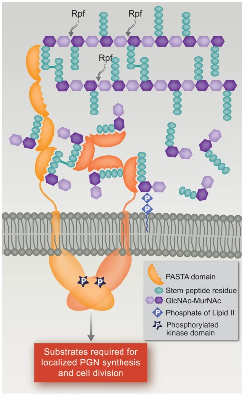 Model of PknB localization and activation by interaction of its extracytoplasmic domain with peptidoglycan fragments.