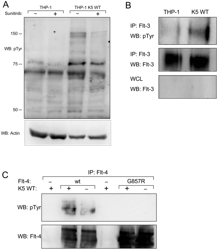 THP-1 cells stably expressing K5 WT have sunitinib-sensitive increased RTK phosphorylation.