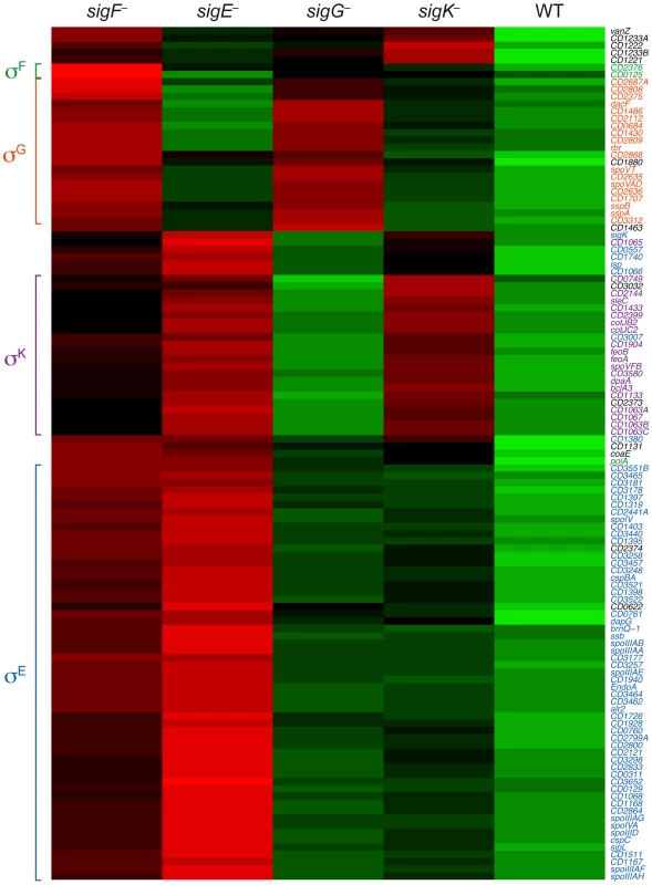 Comparison of Spo0A-dependent gene expression in wildtype and sporulation sigma factor mutants.