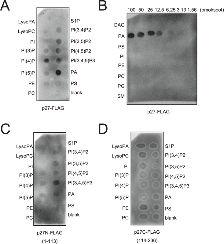 p27 interacts with PA <i>in vitro</i>.