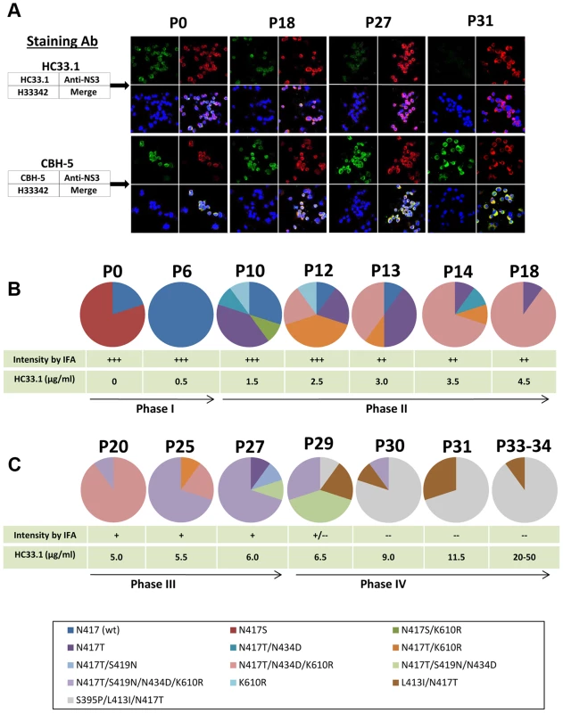 Viral evolution in the presence of increasing HMAb HC33.1 concentrations.