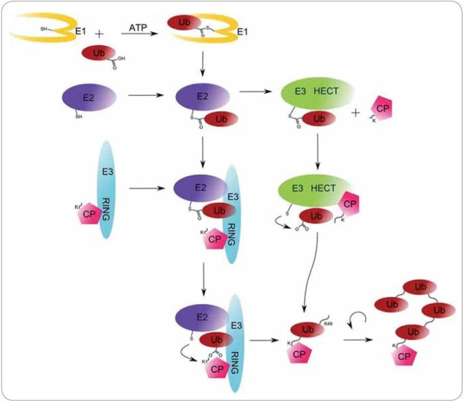 Mechanizmus ubikvitinace cílového proteinu (CP) enzymy E1 (ubikvitin-aktivační enzym), E2 (ubikvitin-konjugační enzym) a E3 (ubikvitin-ligáza).