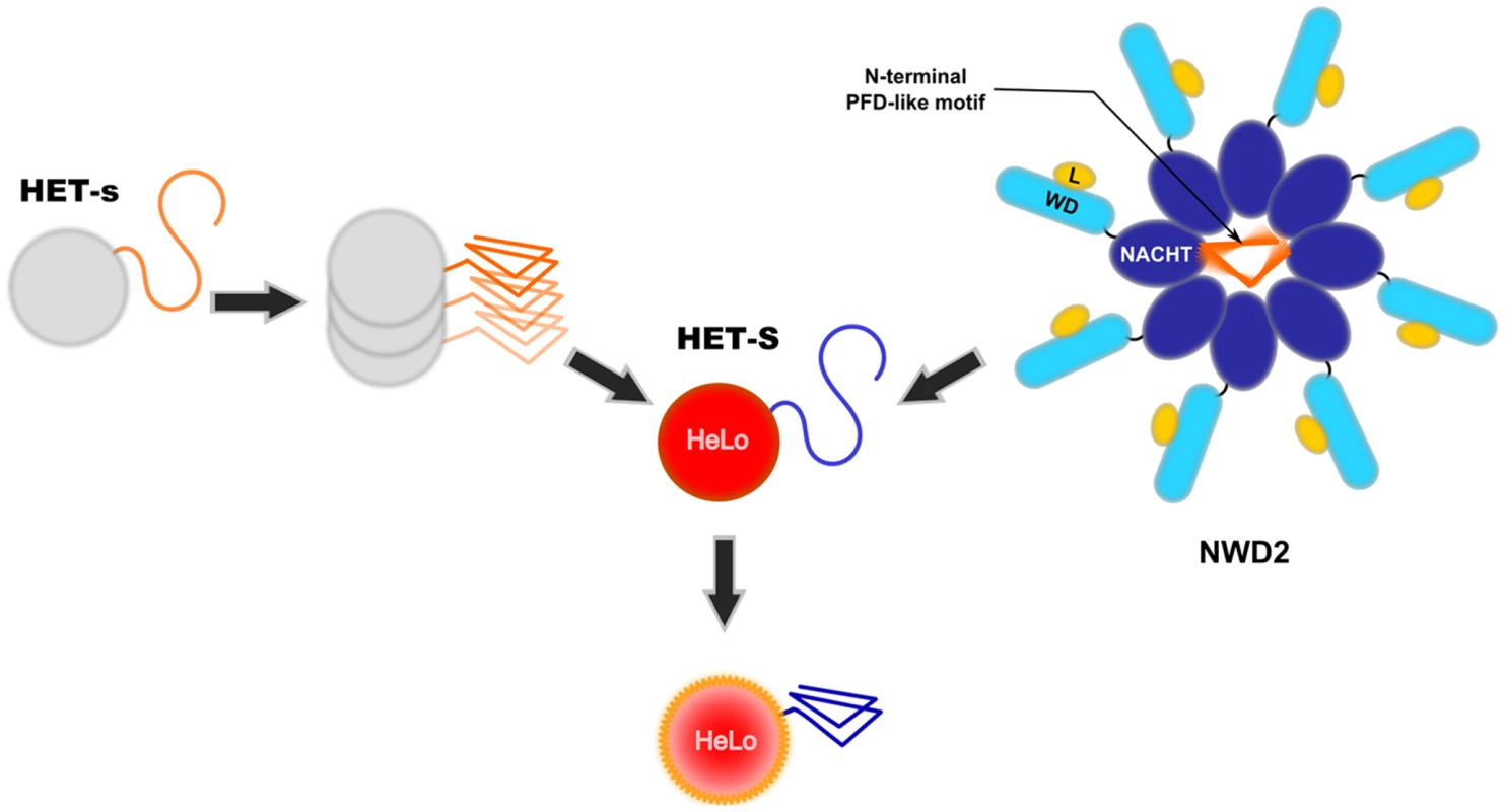 Two proposed mode of activation of the HeLo toxicity domain of HET-S.