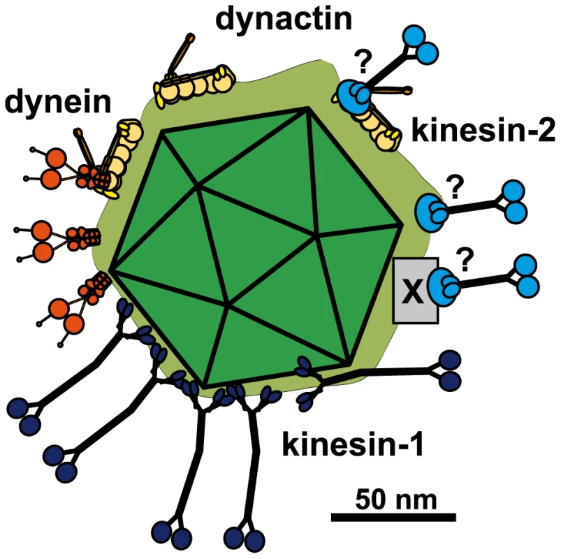 Scale drawing of a HSV1 viral capsids exposing inner tegument proteins and interacting with MAPs.