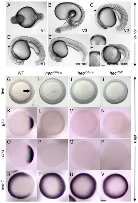 Axis induction defects in embryos from mothers homozygous for three different <i>hecate</i> mutant alleles.