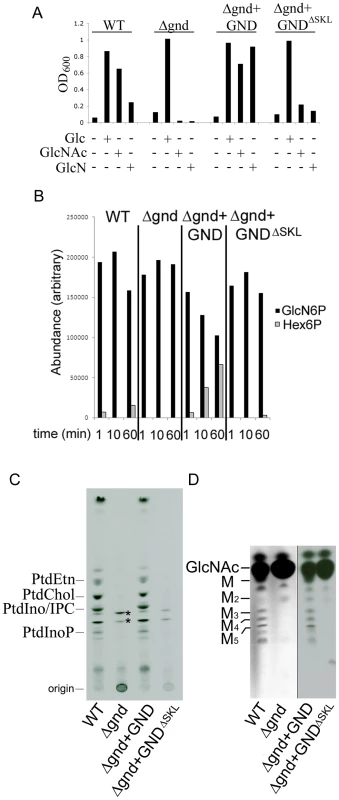GND is required for growth on GlcN or GlcNAc.